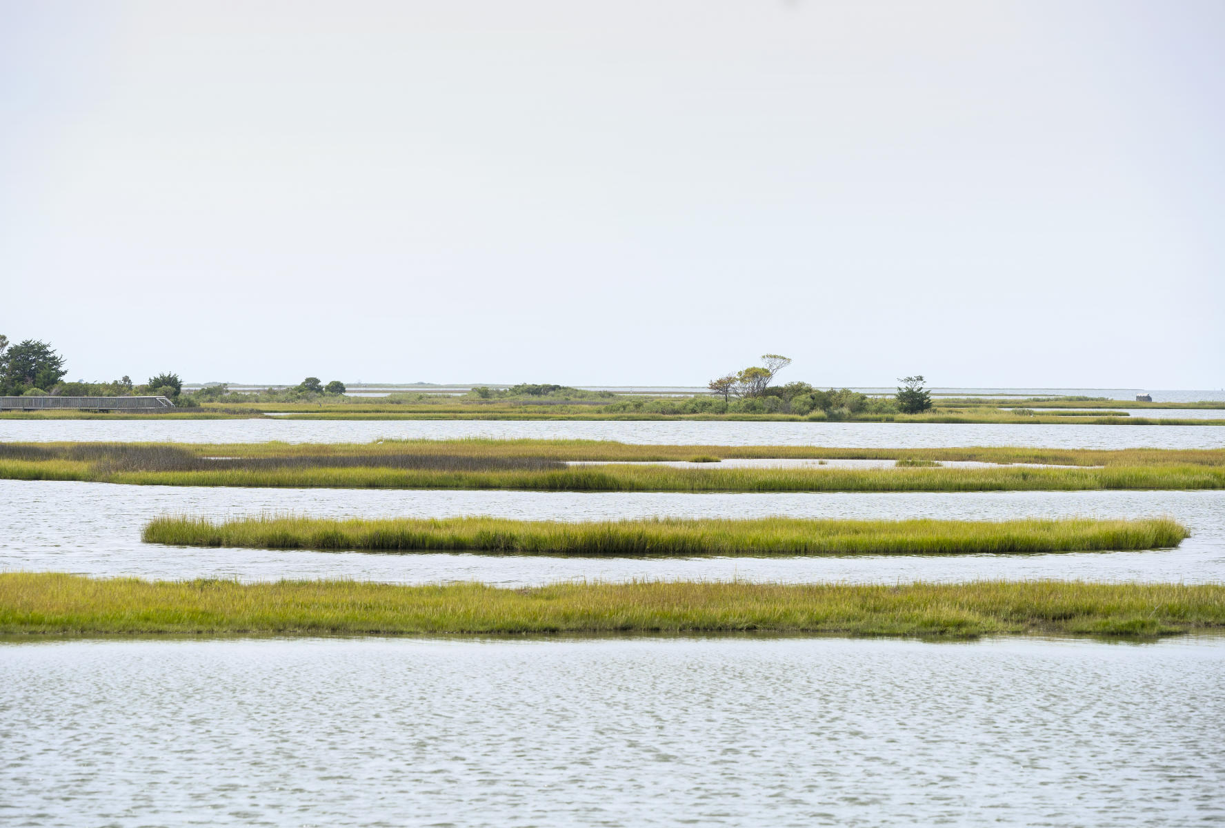 Assateague Island, Summer